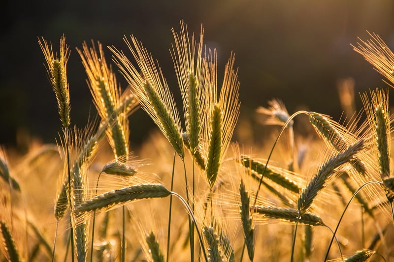 Post-harvest Tips