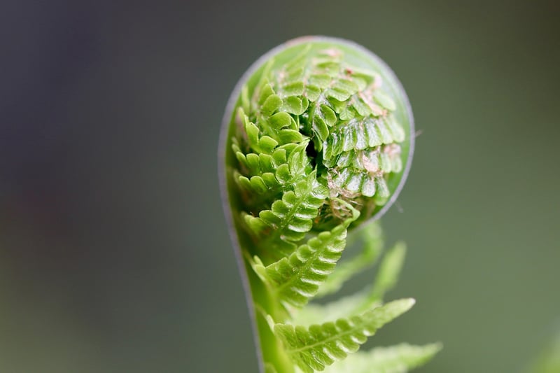 Seedlings